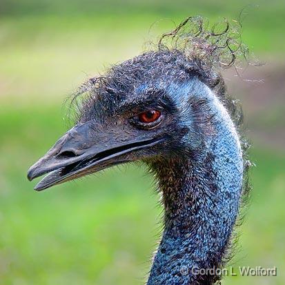 Emu Closeup_06128.jpg - Emu (Dromaius novaehollandiae) photographed at Peterborough, Ontario, Canada.